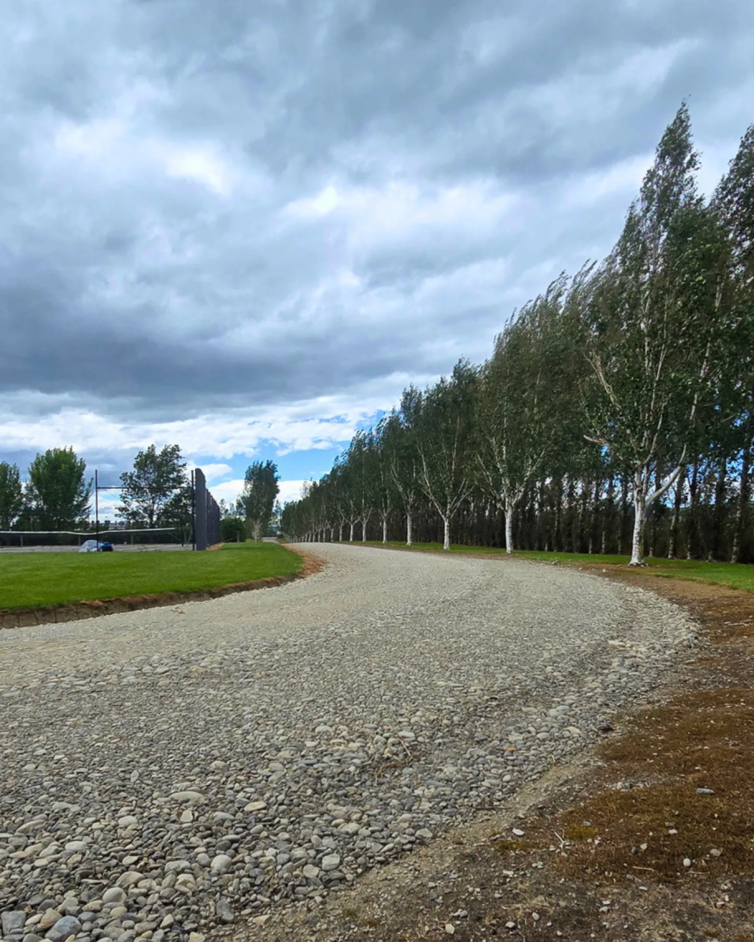 A freshly regraded gravel driveway lined with birch trees on a Southland lifestyle block