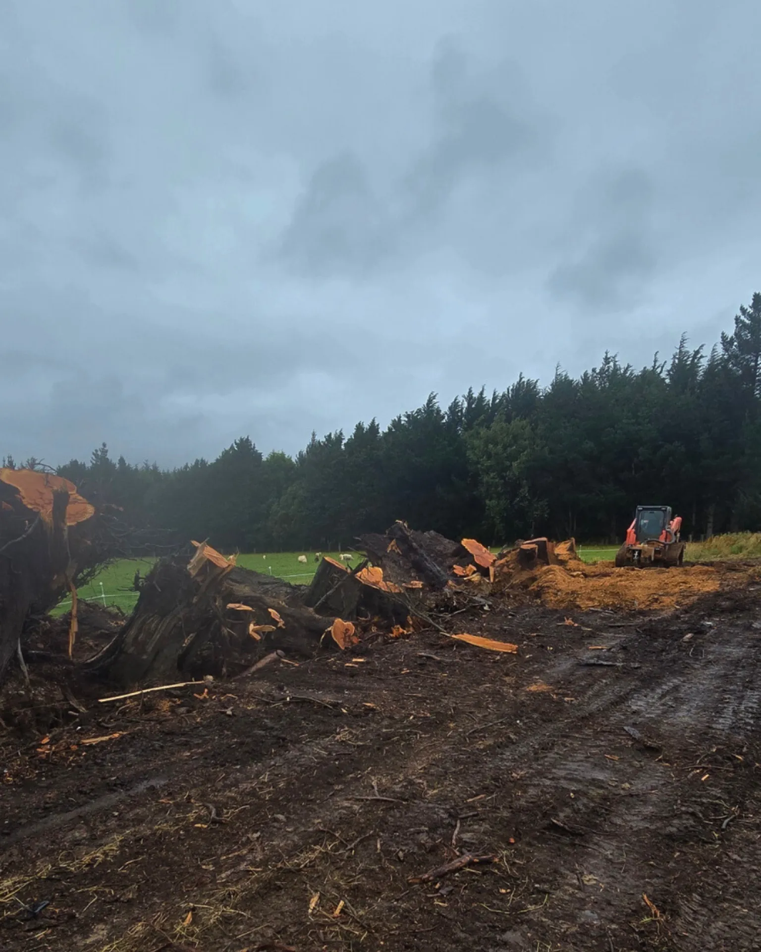 Stump grinding